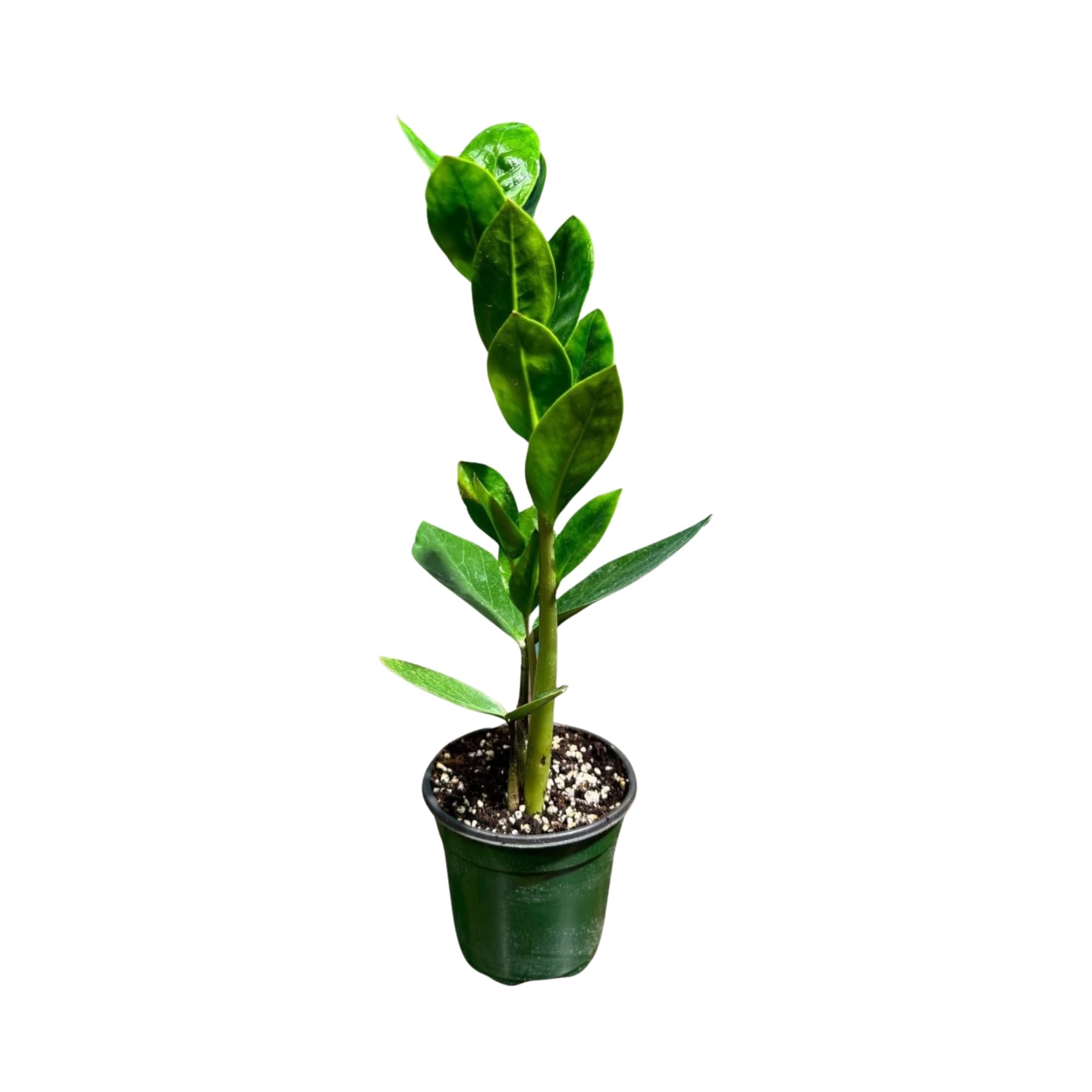 Amazon.com : PLANTVERS Green ZZ Plant  Zamioculcas Zamiifolia | Hardy  Tropical Foliage with Upright Glossy Leaves | Low-Light Tolerant & Easy  Care for Home or Office Display (3" Grow Pot) :
