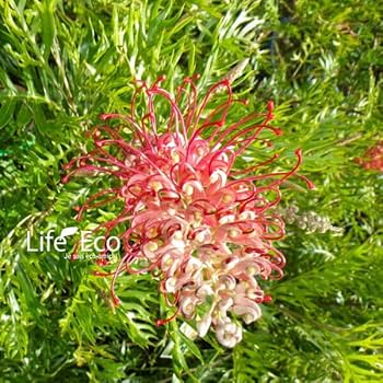 【現品】グレビレア・ココナッツアイス　グレビリア　10号　４G番 Amazon | 庭木・植木 グレビレア・ココナッツアイス / 8寸