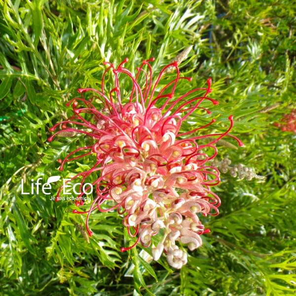 Amazon | 庭木・植木 グレビレア・ココナッツアイス / 8寸