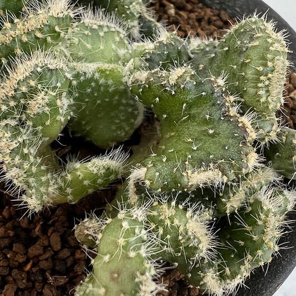 Amazon｜オプンチア：ランセオラータ綴化 青海波 3号鉢植え[多肉