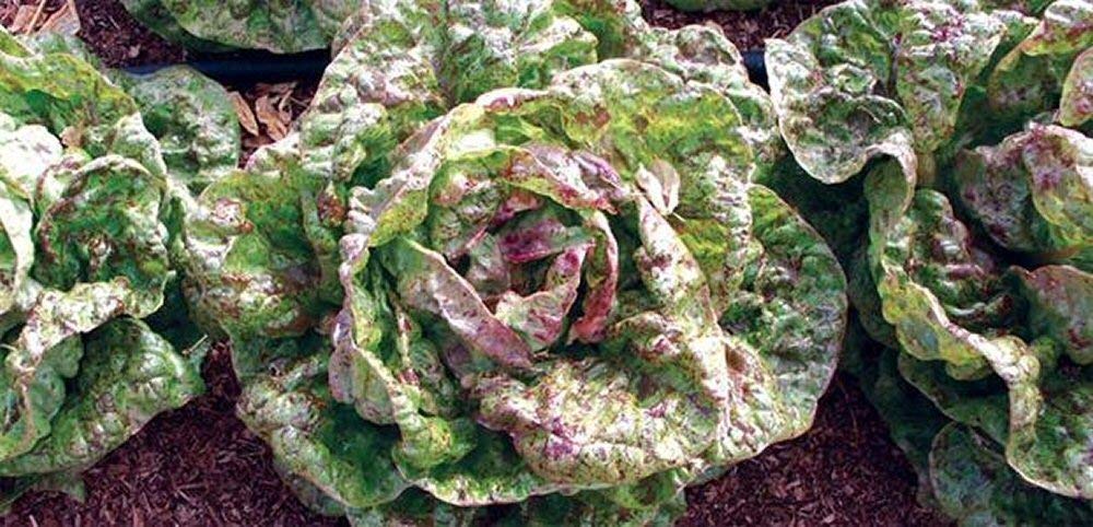 Viridis Hortus - Lettuce Freckles 2,000 (2g's) Vegetable/Fruit Seeds