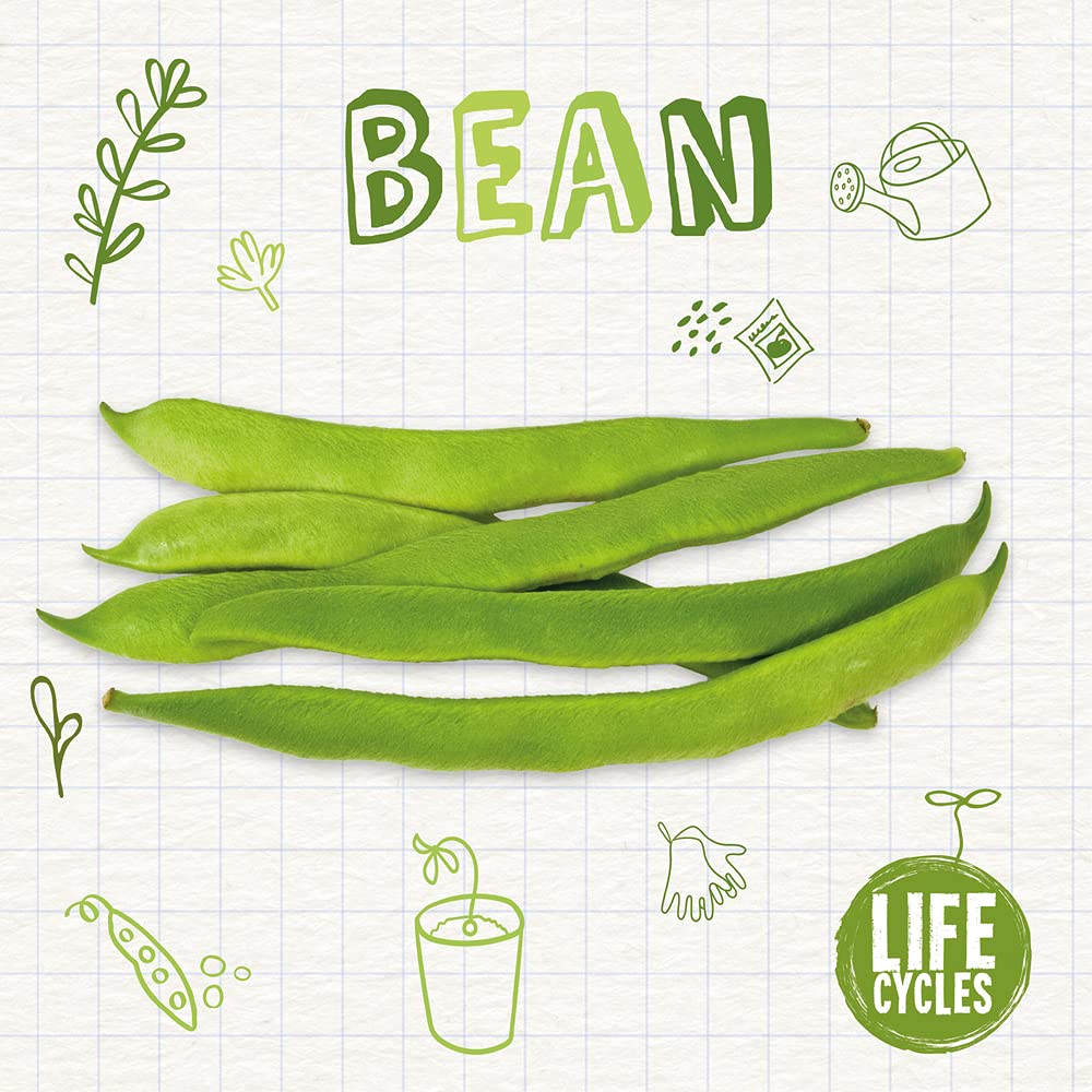 Bean (Life Cycles)