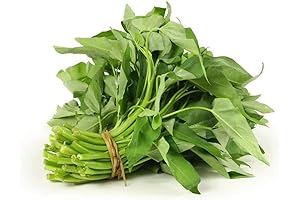 2000+ Rau Muong Seeds 'Kong Xin Cai- Ong Choy' Non-GMO Garden