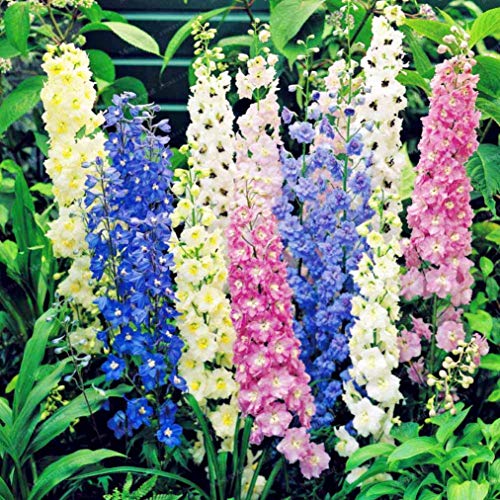NIKA SEEDS - Seeds Flowers Rocket Larkspur Delphinium Giant Imperial Mix Annual - 70 Seeds