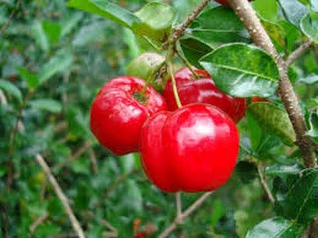 Creative Farmer Live Plant French Cherry Barbados Rare Exotic (1 Healthy Live Fruit Plant) E