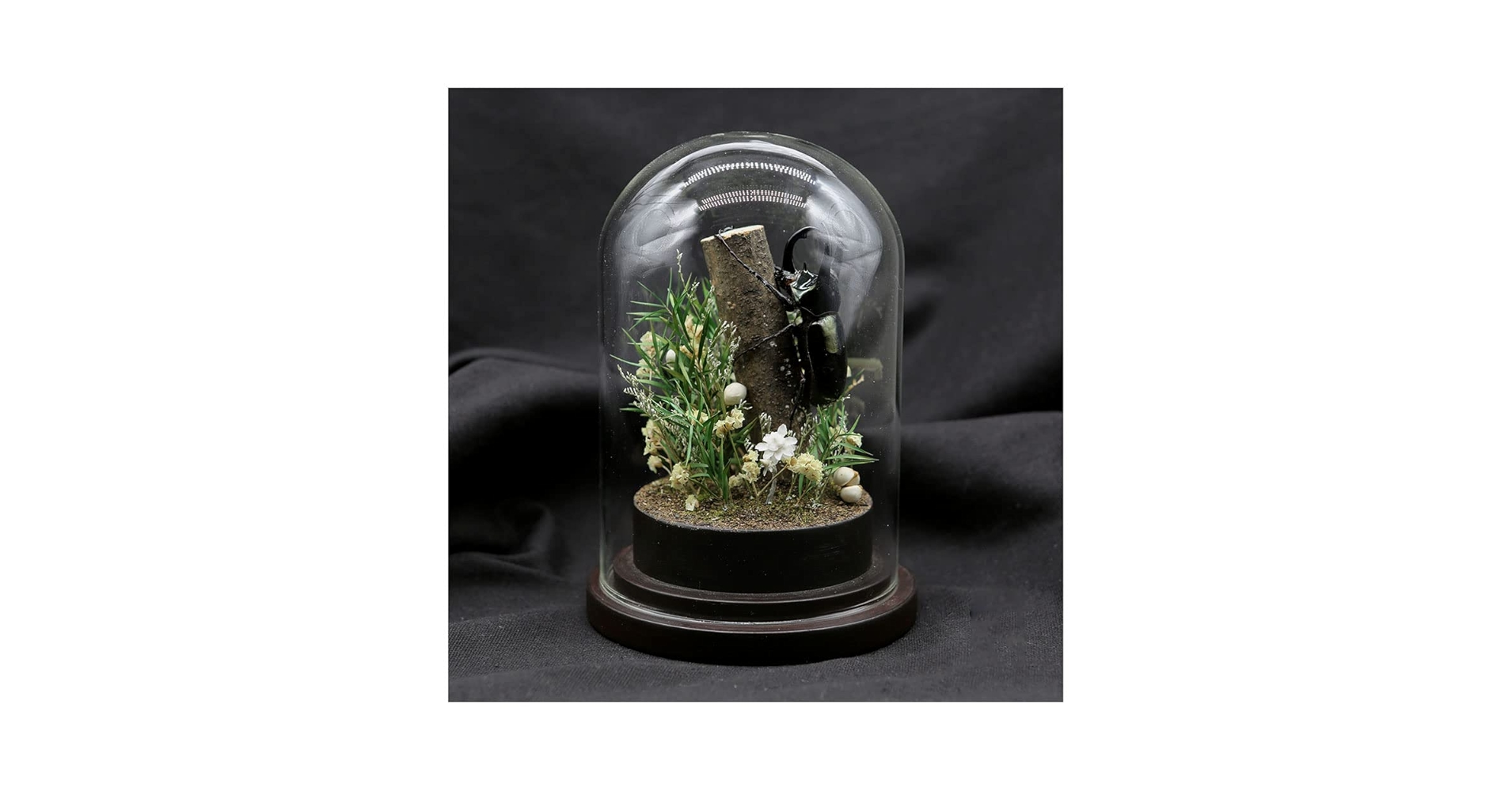 Amazon.co.jp: 本物のカブトムシ標本マイクロランドスケープ