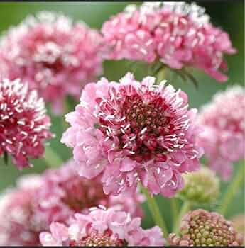 サトウアサミ　ピンクの花 サトウアサミ ピンクの花
