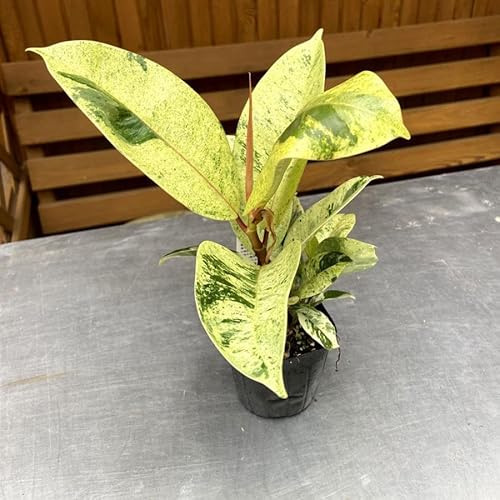 フィカス エラスティカ ジン 2.5-3号苗 ゴムの木 観葉植物 ficus elastica gin