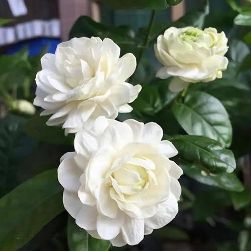 Miniatura 3 de Grand Duke - Planta de jazmín vivo, enredadera de flores fragantes de jazmín sambac, de 4 a 6 pulgadas, para interior y exterior, cultivo perenne