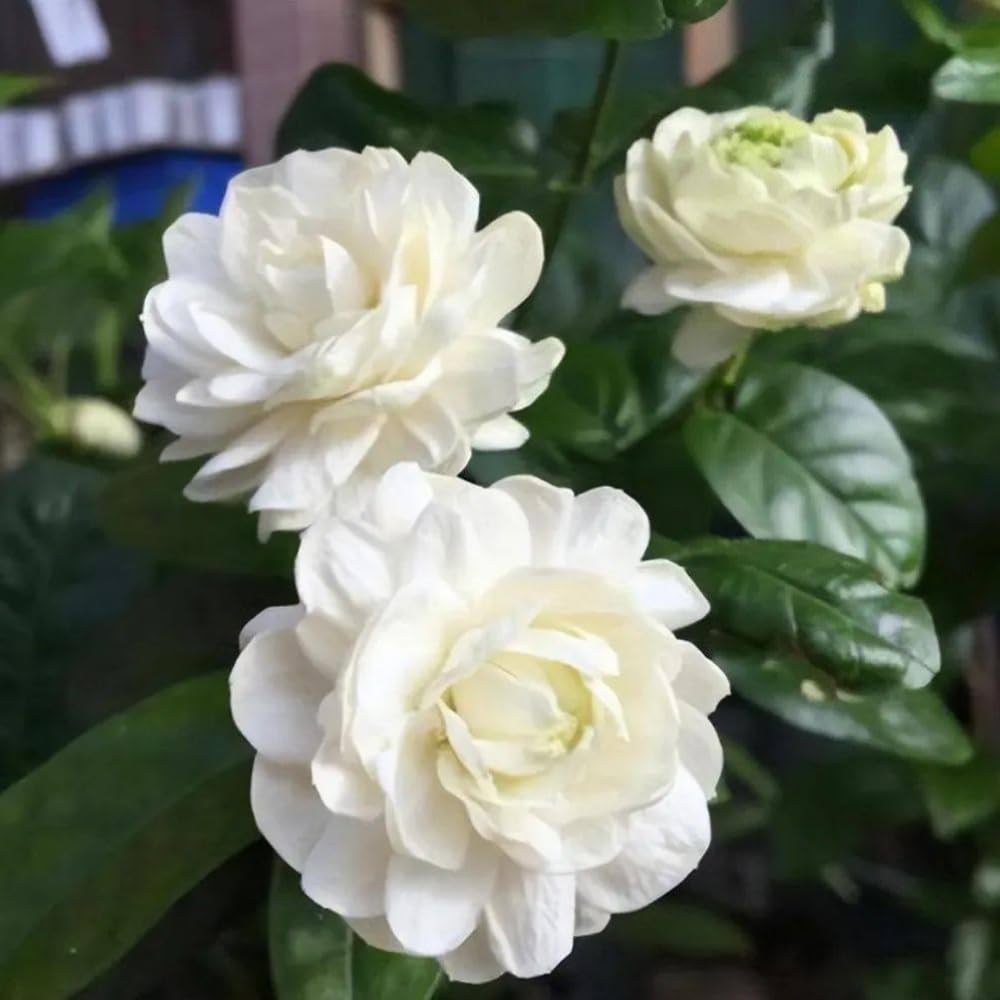 Amazon.com : Set 2 of Jasmine Plant Indoor Live, Grand Duke of