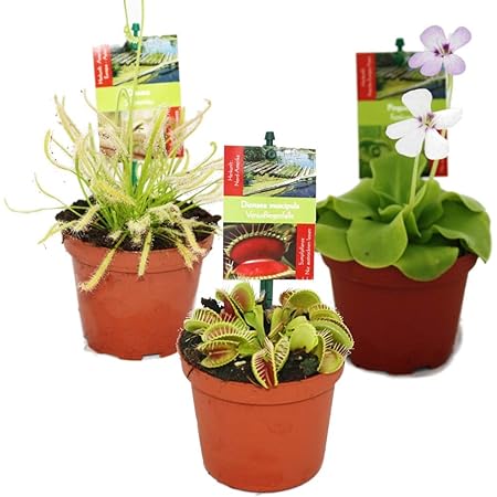 Exotenherz - Starter Set Fleischfressende Pflanzen - 3 Pflanzen