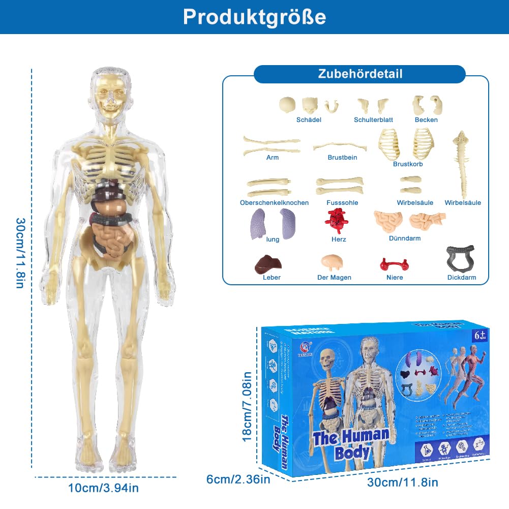 Modèle anatomique pour enfants, figurine anatomique, modèle de corps humain pour enfants, éducation préscolaire pour enfants, squelette humain avec muscles, modèle pour anatomie