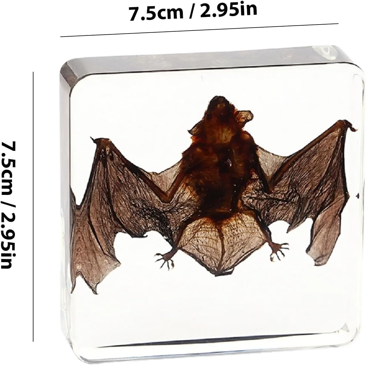 3 especímenes de resina de insectos reales, mariposas, murciélagos, arañas, especímenes artificiales de resina de ámbar para el aula de educación científica con lupa (3)