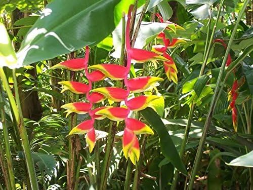 Heliconia Rostrata 'Hanging Lobster Claw/Bird of Paradise' Live Plant Growing Rhizome Tropical Plant