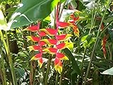 Heliconia Rostrata 'Hanging Lobster Claw/Bird of Paradise' Live Plant Growing Rhizome Tropical Plant