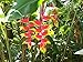 Heliconia Rostrata 'Hanging Lobster Claw / Bird of Paradise' LIVE PLANT Growing Rhizome Tropical Plant