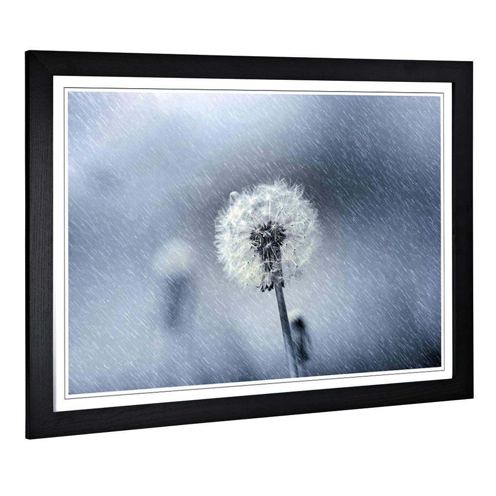 Big Box Art Framed Print of Flower Dandelion in The Rain (2) Design | Wall Art Picture | Home Decor for Kitchen, Living Room, Bedroom, Hallway, Black, A2 / 24.5x18 Inch / 62x45cm