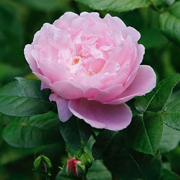Aromatics International Premium Organic Rose Otto Essential Oil 18ml | 100% Pure Essential Oil for Diffusion & Aromatherapy