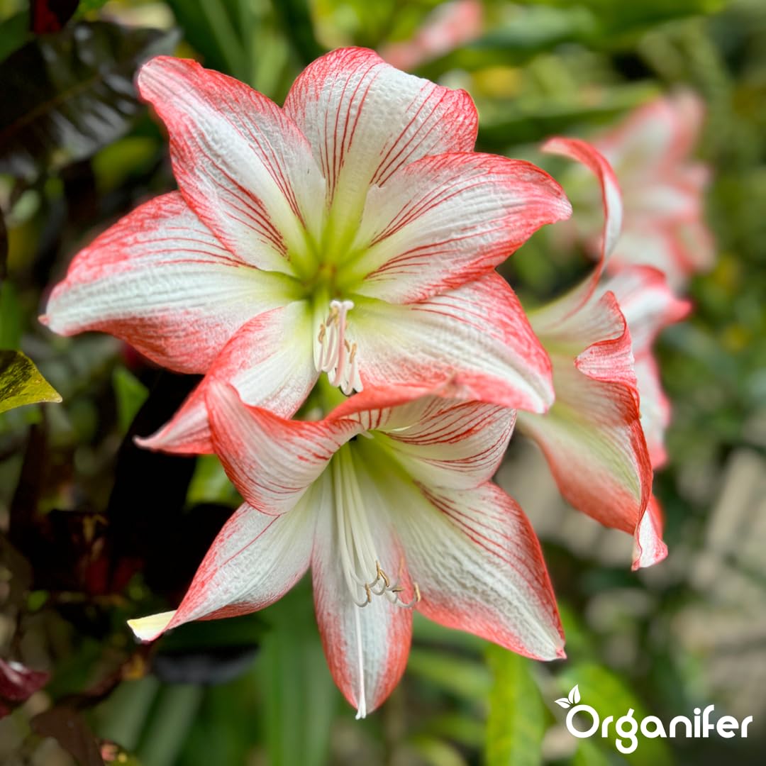 Amaryllis Płynny Nawóz - 10L - NPK 3-4-3 | Nawóz Płynny Dla Dużych Kwiatów I Mocnych Cebul - Wspomaga Rozwój Korzeni I Witalność - Organifer