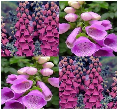 Foxglove Excelsior Hybrid Mixed Colors Seed Heirloom - 1 Packet | Seed World
