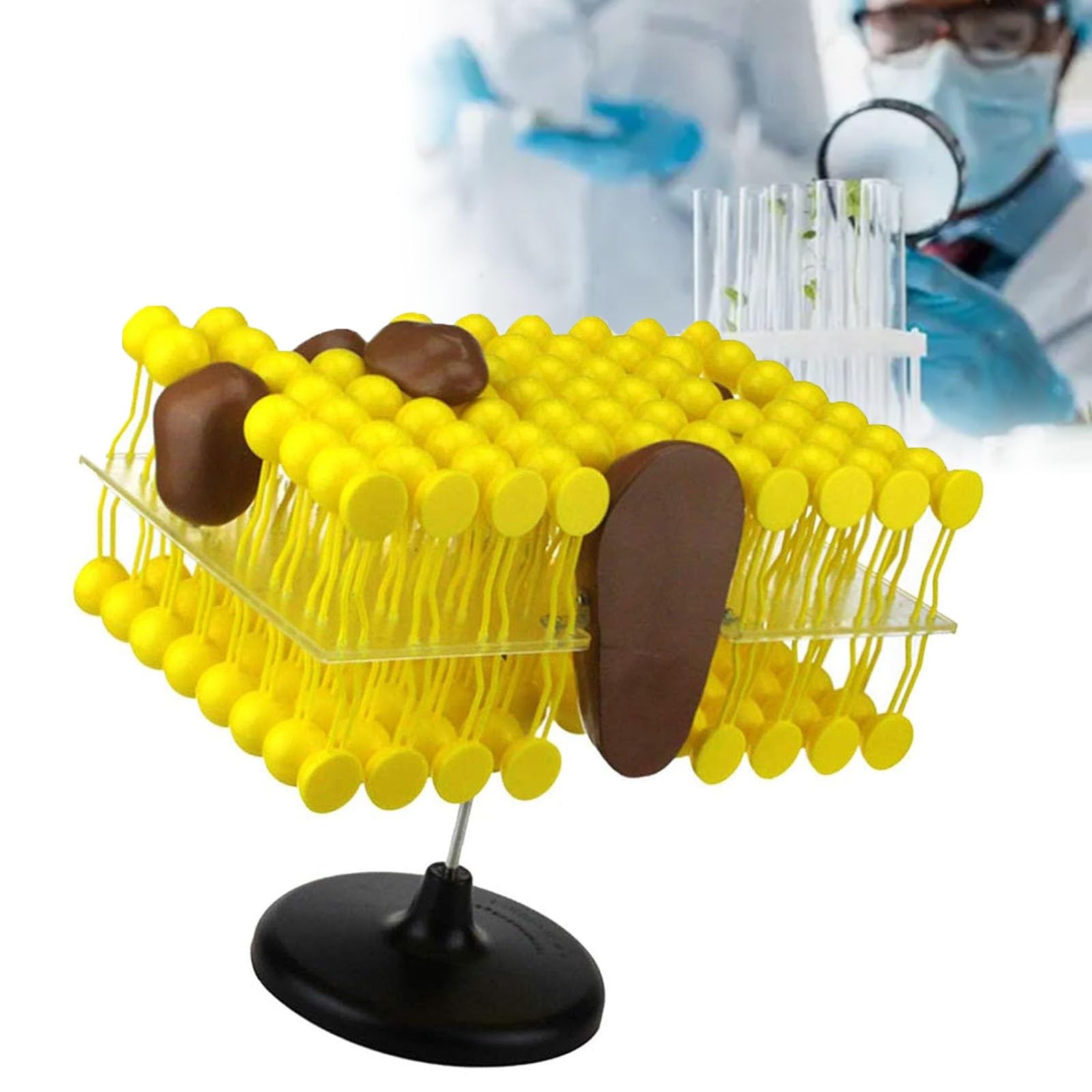 Bilayer Cell Membrane Structure Teaching Model, 3D Lipid Bilayer Model for Teaching, Cell Membrane Structure Anatomy Model, Cell Membrane Flow Mosaic for Biological Teaching Demonstration