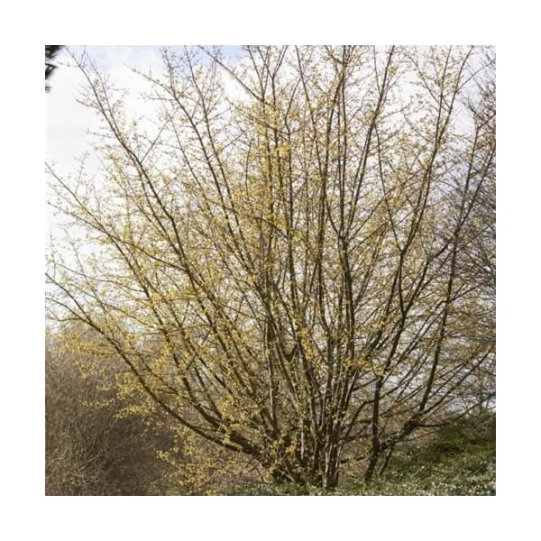 Kornelkirsche Cornus mas, Großstrauch als Vogelschutz und Bienenweide im 3l Topf – Bild 7