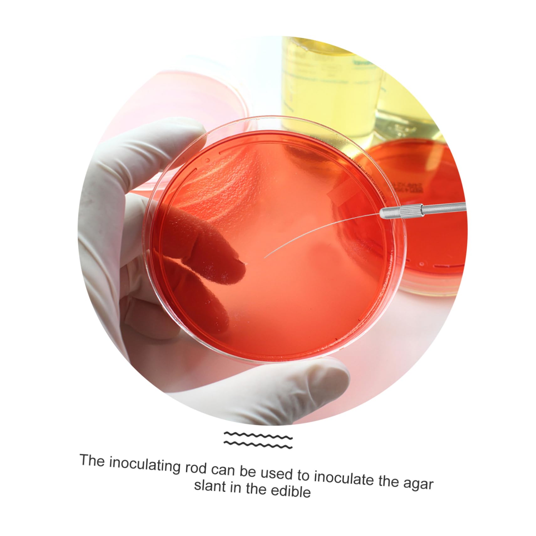 Anneome 3sets Inoculazione Inossidabile Per Microbiologia Kit Inoculante Per Esperimenti Scientifici e Didattici Isolante