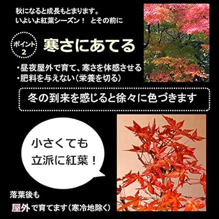 Amazon Co Jp 現在落葉中 山紅葉 ヤマモミジ の盆栽 万古焼白鉢 Diy 工具 ガーデン Amazon Co Jp 現在落葉中 山紅葉 ヤマモミジ の盆栽 万古焼白鉢 Diy 工具 ガーデン