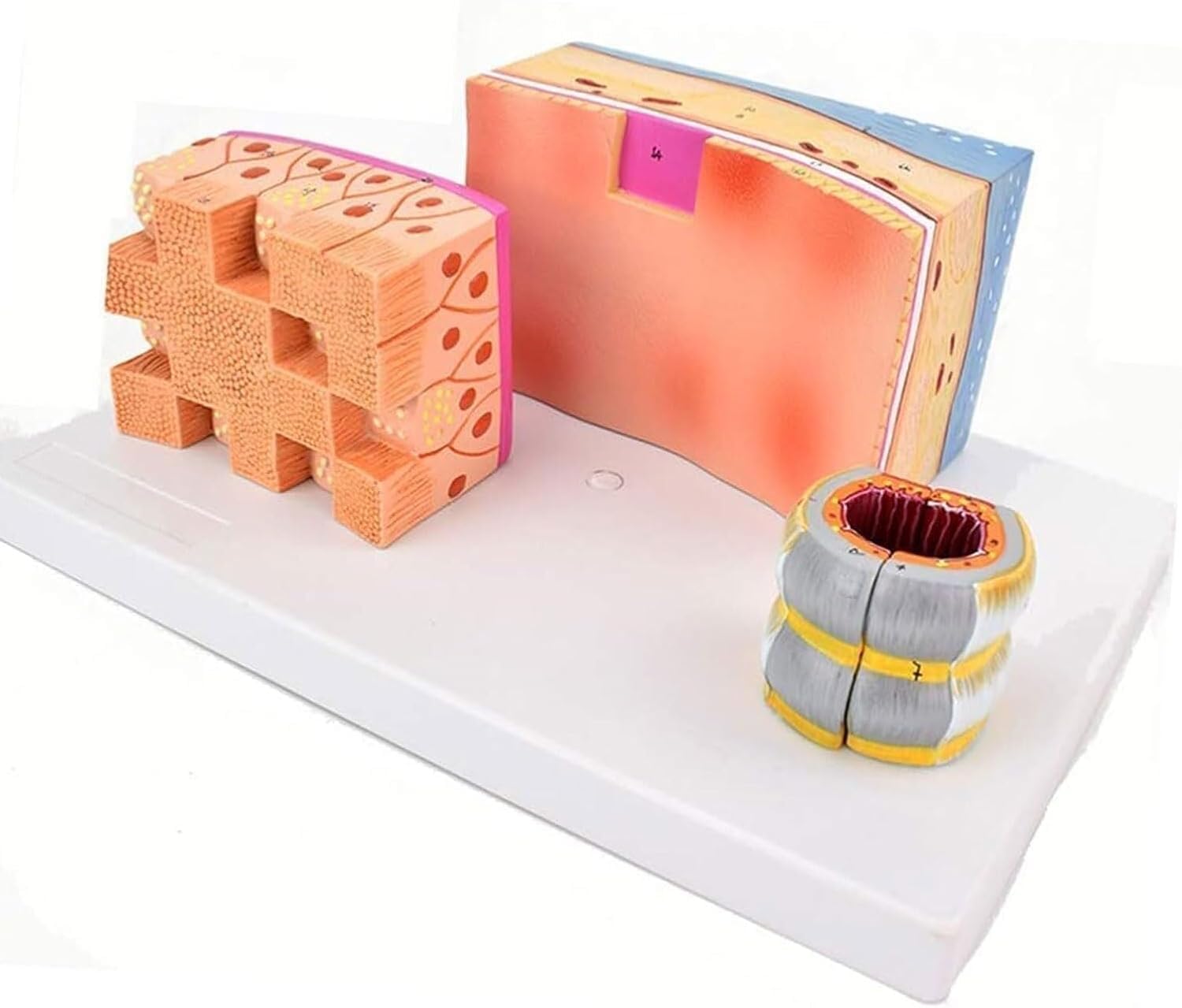 Modèle de larynx humain AMITD en relief 3D haute fidélité pour étude