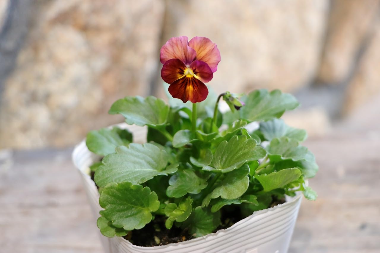 Amazon.co.jp: ビオラ ゆうやけ 3.5号ポット苗 3株セット 寄せ植え