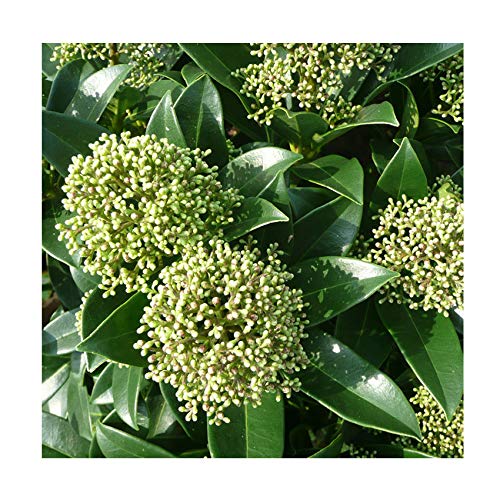 Skimmia 'Fragrant Cloud' 15cm Pot Size