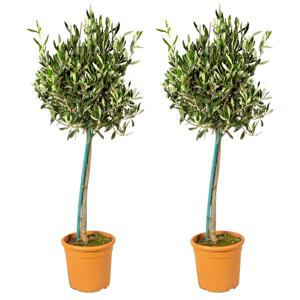 Bloomique - Olea Europaea - Olivier sur tige - Plantes de jardin - Résistant au gel - Hauteur 80-​100 cm - Pot 19 cm