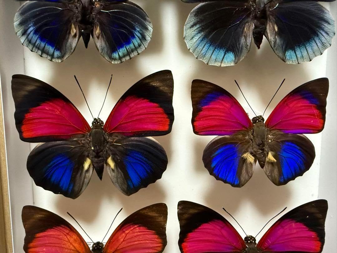 美しい蝶の標本 6匹セット 美しい蝶の標本 6匹セット <0622z昆虫標本> 美しい蝶の標本 6匹