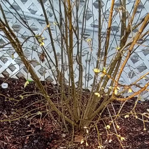 Lilac spring plant care and maintenance cover art