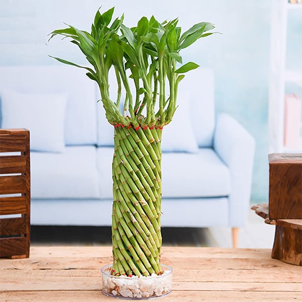 U9G Green Lucky Wheel Bamboo Lucky Bamboo (Cylindrical Twisted) - Best for Office & Home Indoor Garden Gift A Good Luck (B09N3HDR6T) Amazon Price History, Amazon Price Tracker