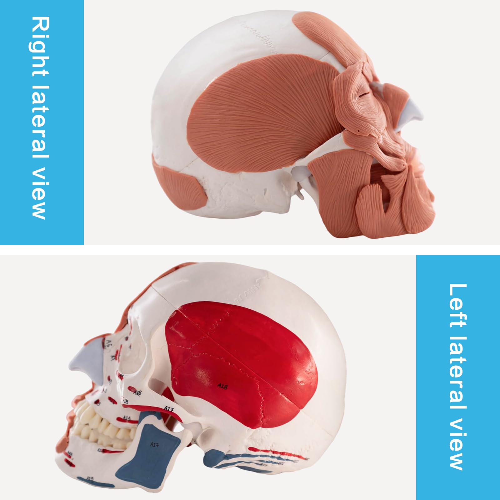EVOTECH SCIENTIFIC Modello del cranio umano con mezzo muscoli facciali, mezzo cranio e mezzo muscoli