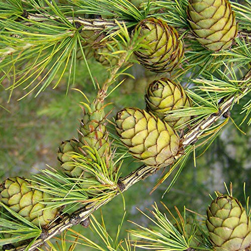 15 Seeds Larix Decidua Tree Seeds