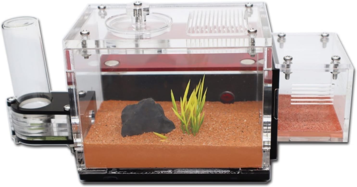 Scatola per allevamento formiche – Grande habitat per osservare formiche vive, formicarium regina, scatola per insetti per alimentazione e officina