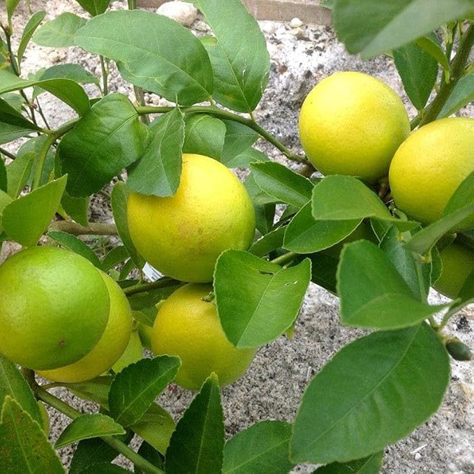 Image of Desi Lemon Fruit Plant Live - Mini Size Baby Plant (1-2 Feet) | Outdoor Citrus Tree for Home Garden | Indian Nimbu Plant | Pack of 1