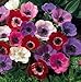 De Caen Anemone Windflowers -25 Bulbs 7/8 cm - Very Hardy!