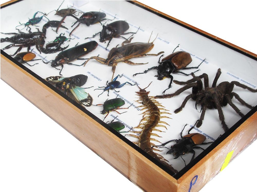 Real Spider, Centipede, Scorpion & Mixed Insect Taxidermy – Framed Preserved Specimens for Collectors & Home Décor in 8x14x1.3 Inch Display Box