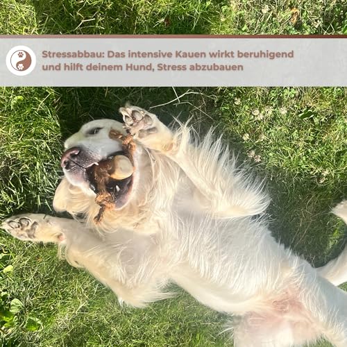Zoys® Kaffeeholz Kokosseil M – Natürlicher Kauartikel & Zerrspielzeug für Hunde 15 kg – Koffeinfrei, splitterarm – Unterstützt Zahnreinigung – Robust nachhaltiges Hundespielzeug