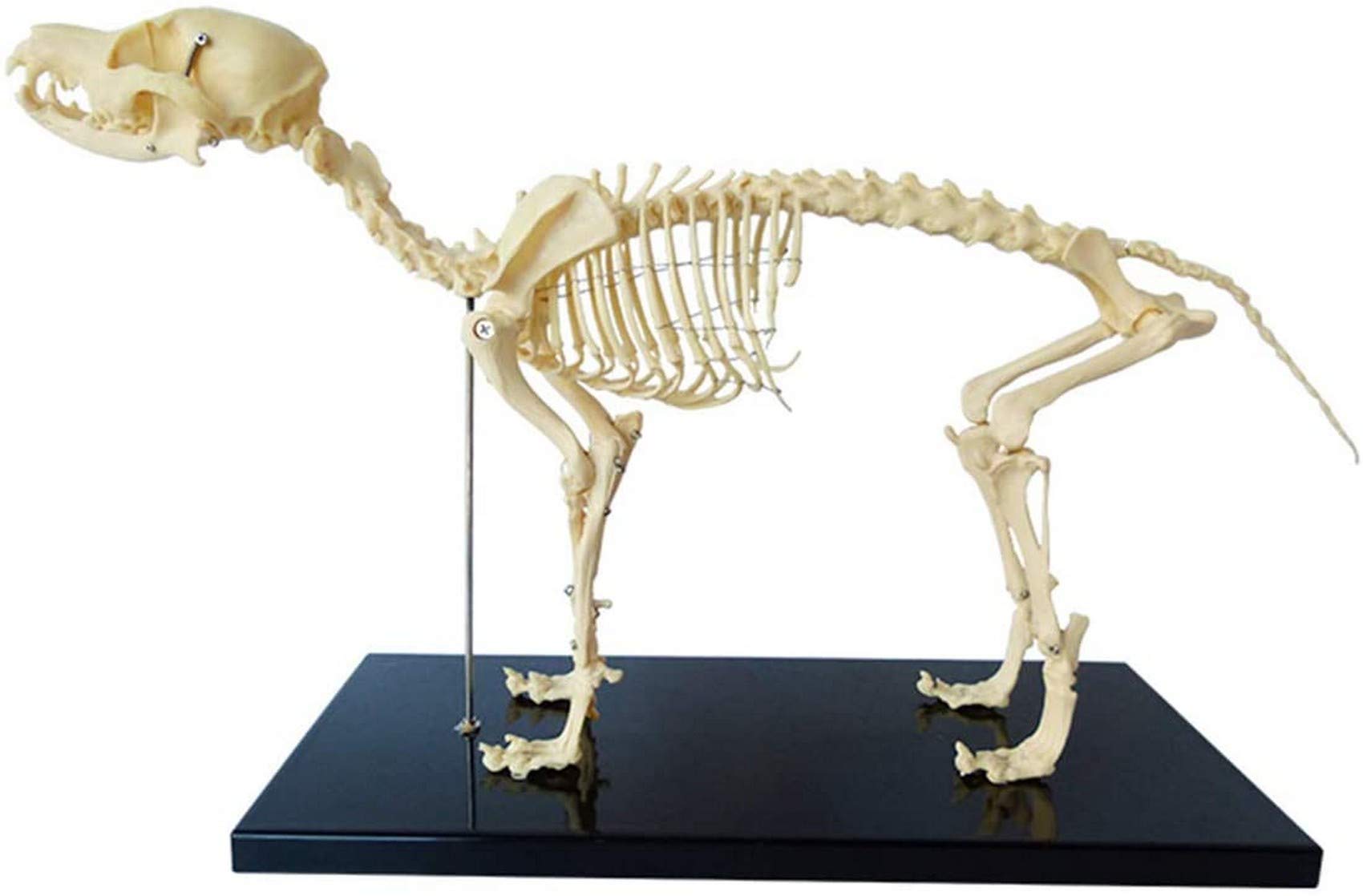 Mini Dog Skeleton Anatomic Model Leicht Zu Tragendes PVC-Material Standard Animal Anatomic Model Expert Speech Grundlegende Requisiten 23,6 * 4 * 11,8 Zoll.
