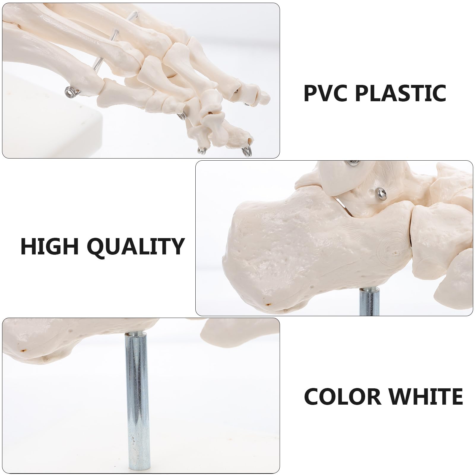 Lebensechtes mit Drahtmontage und Ständer Anatomisches Pvc Fußgelenkmodell in Originalgröße für Einsatz im Gesundheitsunterricht und Schulen
