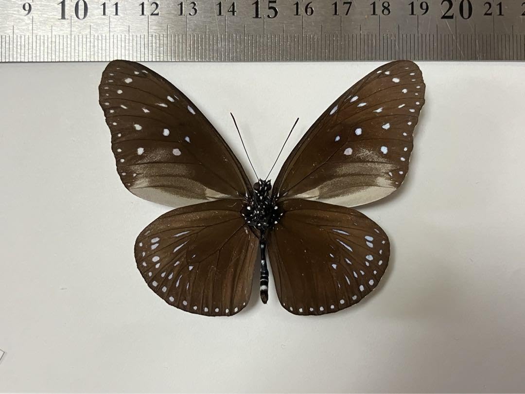 ツマムラサキマダラ  造形作品　粘土造形　昆虫　模型　蝶 ツマムラサキマダラ 造形作品 粘土造形 昆虫 模型 蝶 ツマ