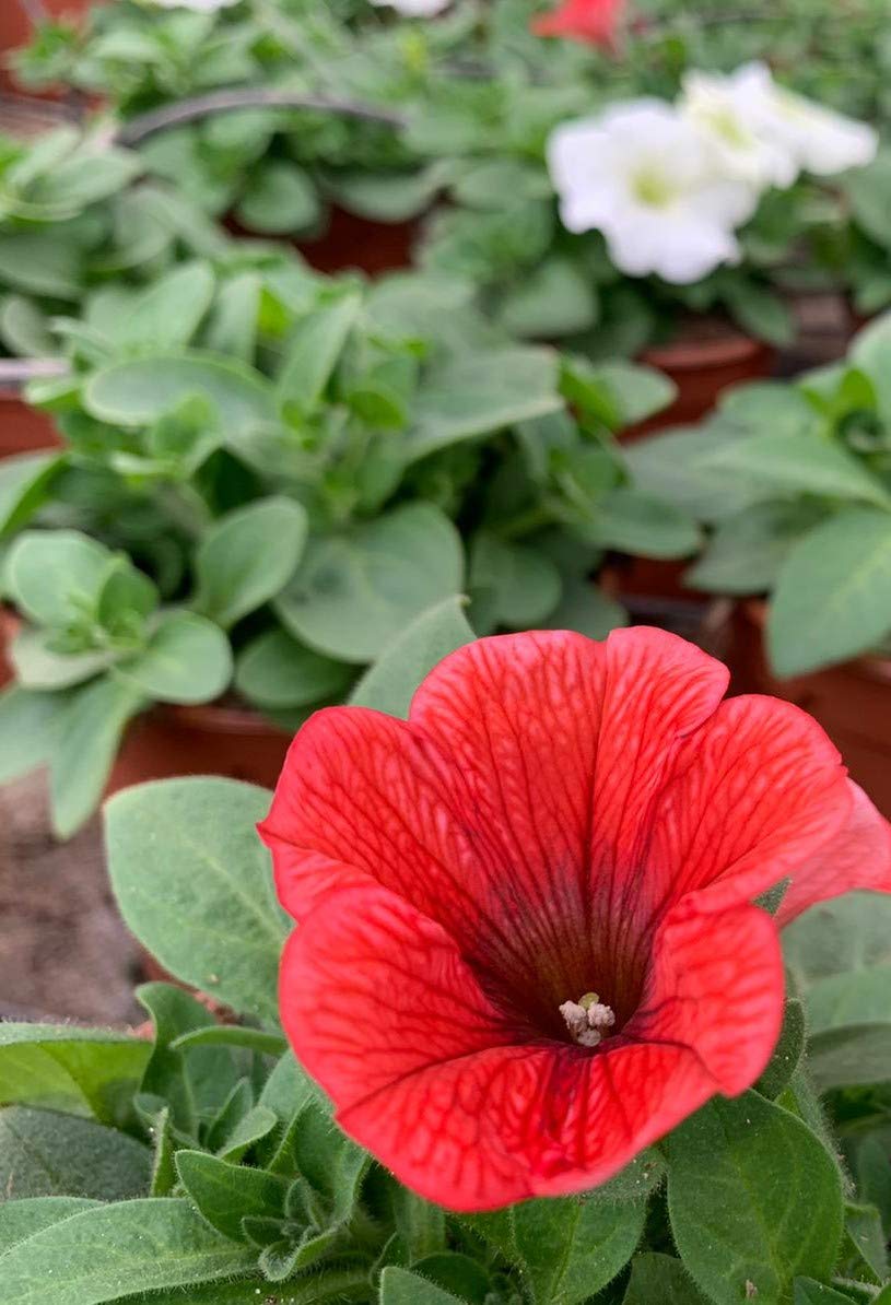 Petunia,Surfinia Pack 6 plantas 14 cm ø - Vipar Garden 11