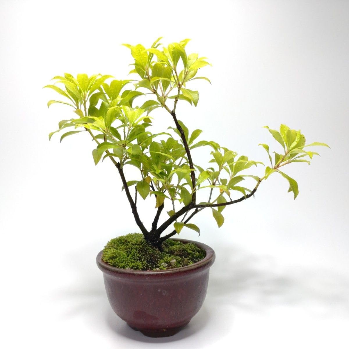 馬酔木(アセビ)盆栽 SS001 馬酔木(アセビ)盆栽 SS001 馬酔木（アセビ