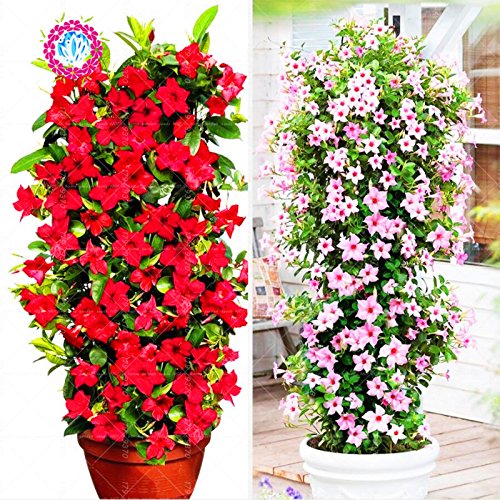 100pcs Schwarz Klettern Petunie Samen Melissen ursprngliche Blumensamen  mehrjhrige Blumen fr Hausgarten Bonsai Topf pflanzt Petunie 6 :  Amazon.de: Garten
