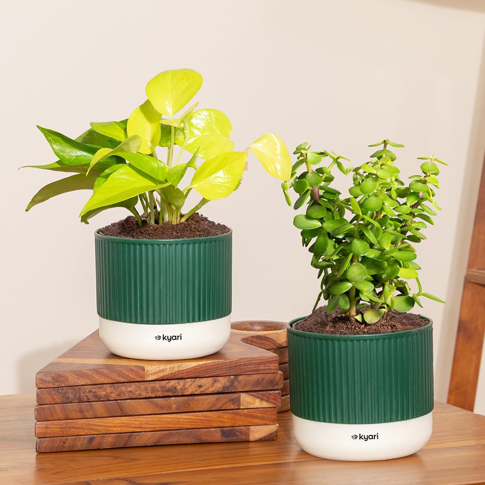 Lucky Jade & Golden Money Plants - Self Watering Pots -8