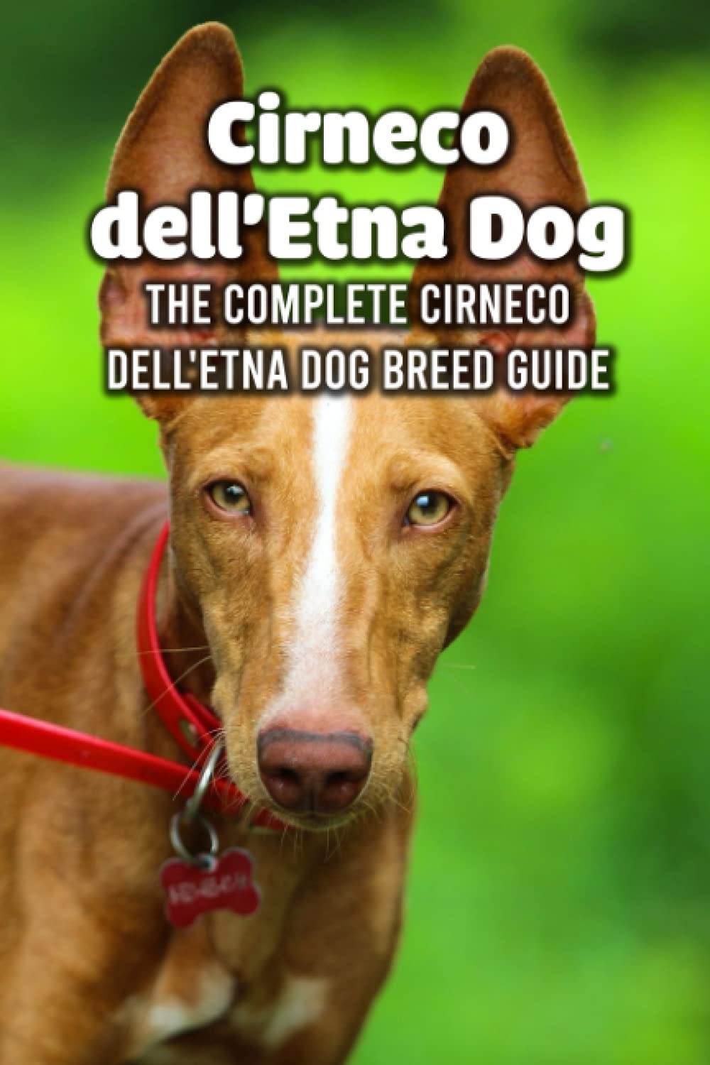 Cirneco dell'Etna Dog: The Complete Cirneco dell'Etna Dog Breed Guide: How Well You Know about Cirneco dell'Etna Dog Breed